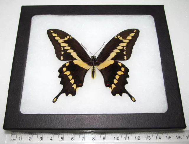 Papilio cresphontes REAL AZ GIANT SWALLOWTAIL FRAMED BUTTERFLY INSECT