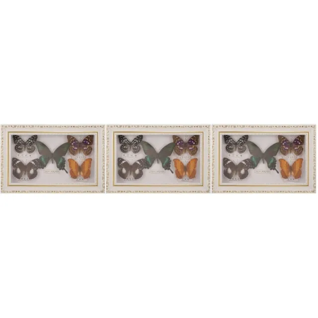 3 piezas Marco de muestra de mariposa Marco de exhibición de muestras de mariposas Marco de mariposa