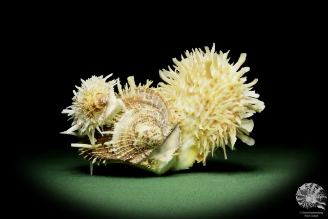Spondylus variegatus Philippinen Stachelauster rezent Muschel shell conch Deko