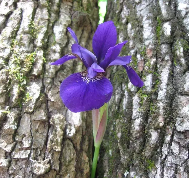 20 Purple Siberian Iris Starter Plants Bare Root Rhizomes Bulbs