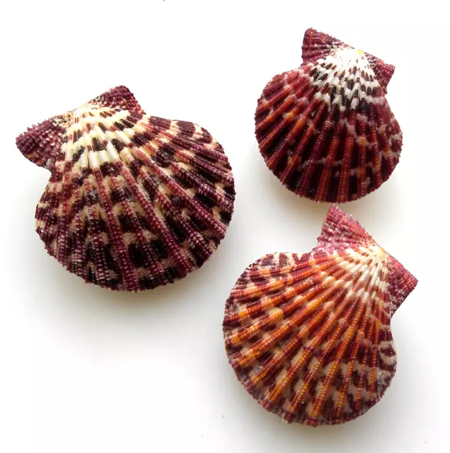 Conchiglia - shell  :  pecten pallium set 3