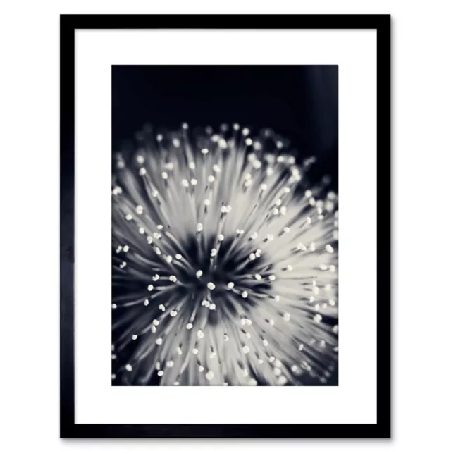 Photo Nature Plant Flower Black White Beautiful Home Framed Print 9x7 Inch