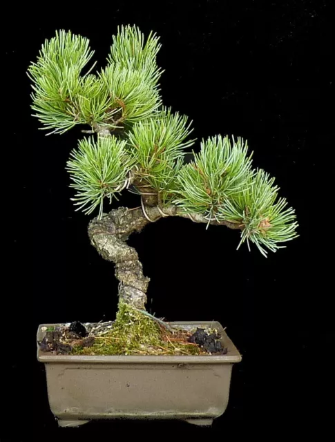 Bonsai - Mädchenkiefer - Pinus parviflora  - Freiland - #590