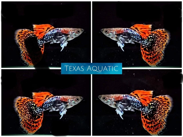 1 Male - Live Aquarium Guppy Fish High Quality- Dumbo Dark Dragon -USA Seller A+