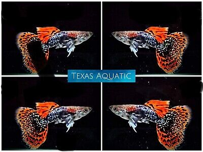 1 Trio - Live Aquarium Guppy Fish High Quality- Dumbo Dark Dragon -USA Seller A+