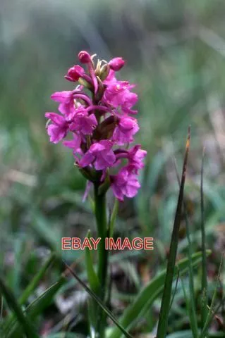 Photo  Heath Fragrant Orchid (Gymnadenia Borealis) Keen Of Hamar Growing On Keen