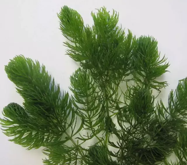 Hornwort (Ceratophyllum dermersum) - Pond/Aquarium Oxygenating Plant