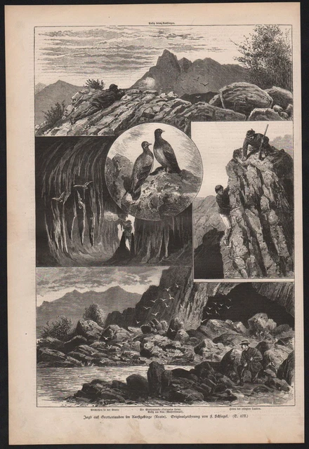 1885 Chasse Sur Grottentauben Karstgebirge Krain Colombes Gravure Bois Woodcut