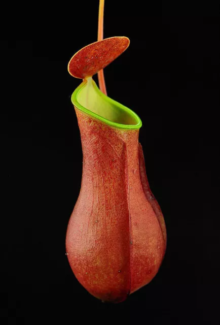 NEPENTHES REINWARDTIANA RED – Fleischfressende Pflanze, 10 Samen 2