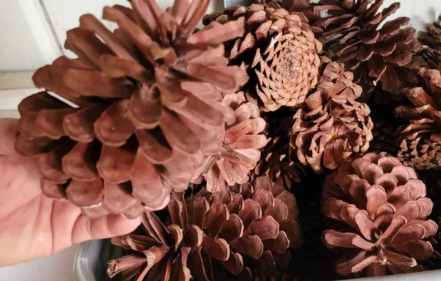 (5) Large Florida Longleaf Pine Cone Cones For Art Crafts School Home Decor