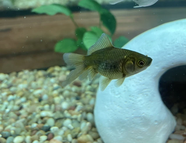 Fantail Goldfish Live  Freshwater Aquarium Fish