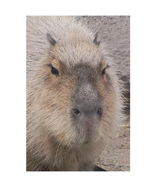 Say Hello to the Capybara Journal: 150 page lined notebook/diary, Image, Cool