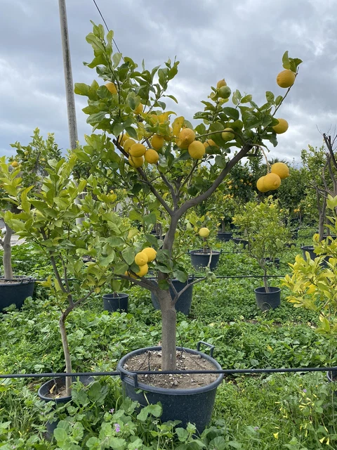 Pianta Di Limone Citrus Limon - Alberello 1/2 Anni, Altezza 130/150 Cm In Fitocella - Foto 9