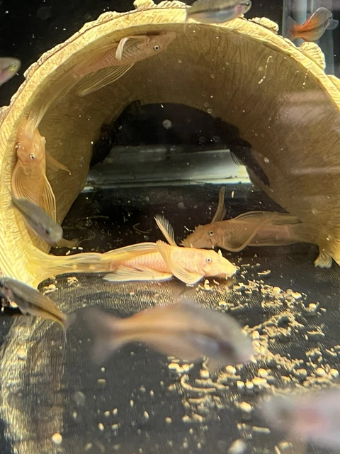 1 Pair L144 Longfin Blue Eye Lemon Bristlenose Plecostomus Fish