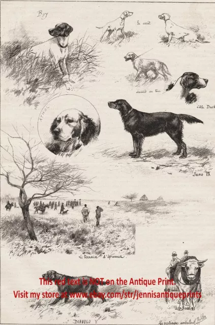 Dog Field Trial Hunting Champs, Flat-Coated Retriever Large 1890s Antique Print