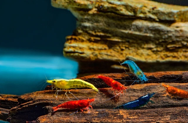 10 (+2DOA) Adult Neocaridina Candy Skittle Live Shrimp Mixed Colors