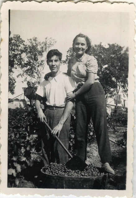 Photo Ancienne - Vintage Snapshot - Vendanges Travail Chemin D'agde - Harvest 7