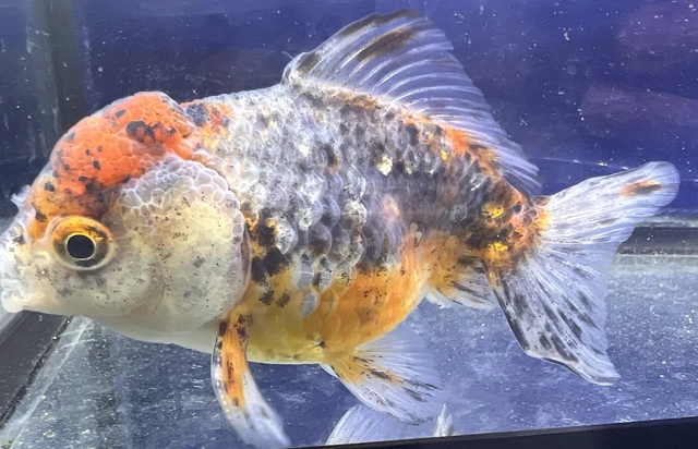 LIVE pond goldfish  Fish~ Goldfish   Short Tail Oranda  goldfish 4 Inch