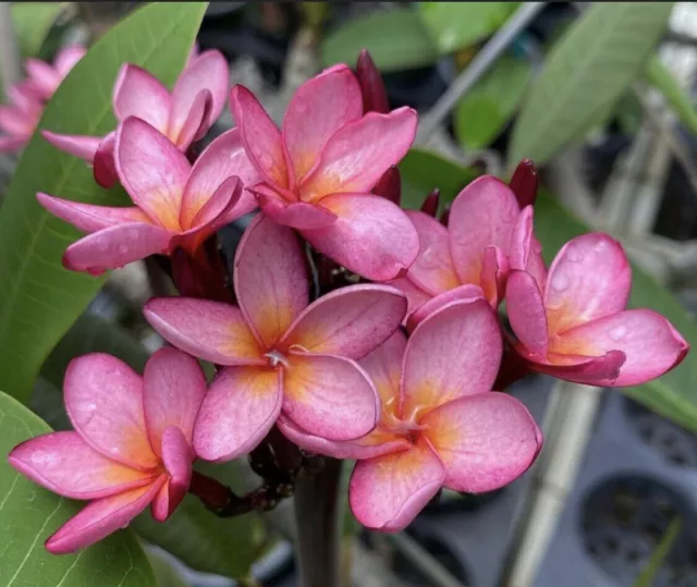 Mini Rooted  Plumeria Plant Cutting ~ Keiki Lavender ~ 11" With 1 Tip