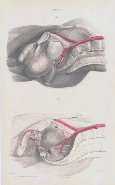 1837 Large Engraving ANATOMY Vascular Reproductive Male (VA-21)