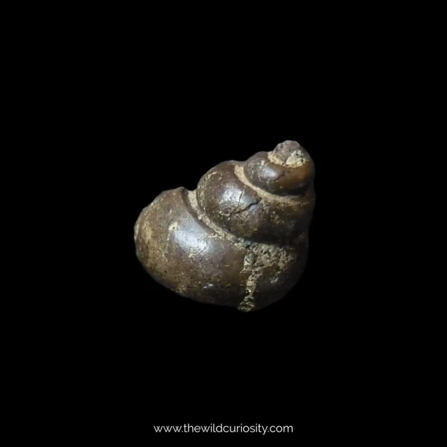 Pyritised Fossil Freshwater Snail | Viviparus Sp. | Fossilised Pyrite Gastropod