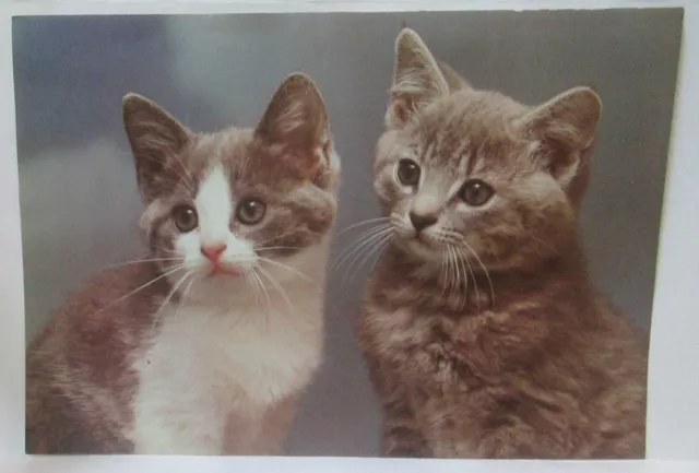 BRITISH SHORTHAIR KITTEN CATS Vintage 1970's 10" x 14.5" Poster