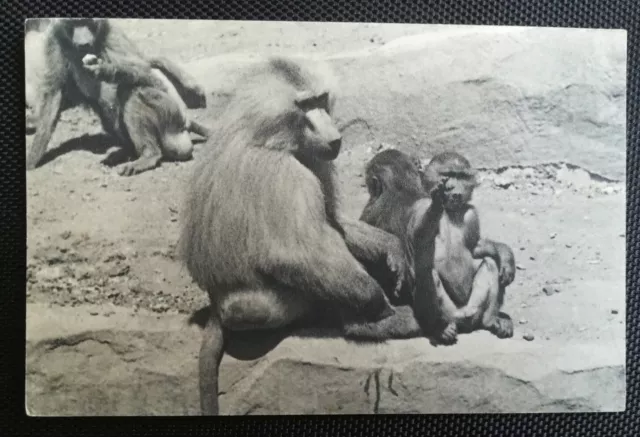 CPA (75) - Bois de Vincennes Paris Zoological Park - A Family of Monkeys