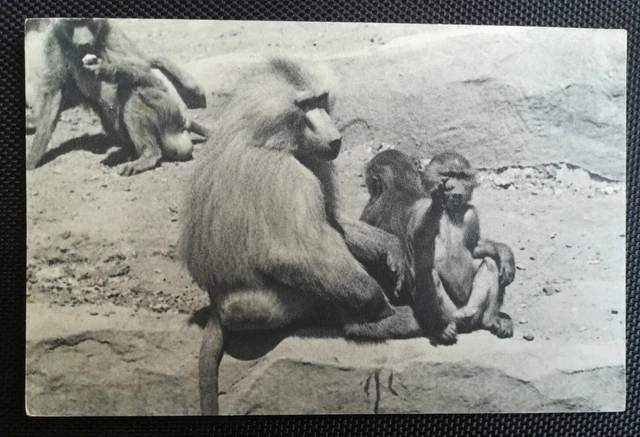 CPA (75) - Bois de Vincennes Paris Zoological Park - A Family of Monkeys