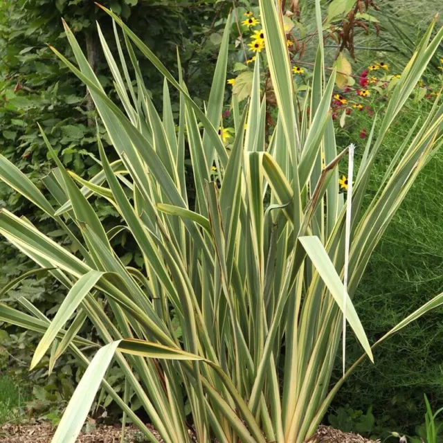 Phormium tenax 'Wings of Gold' - Lin de Nouvelle Zélande panaché