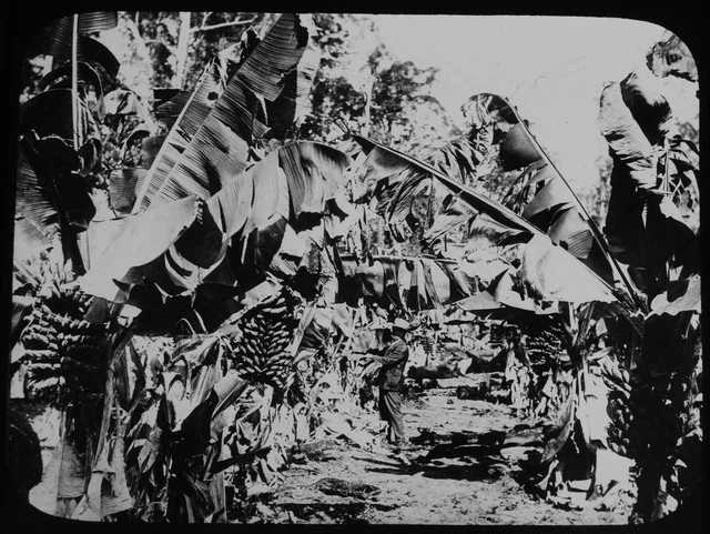 ANTIQUE Magic Lantern Slide BANANA PLANTATION C1910 PHOTO AUSTRALIA