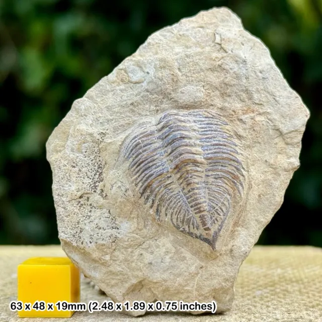 Exceptional Rare Dalmanites Myops Trilobite Partial Tail - Silurian Dudley Bug