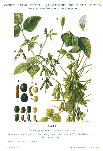 Gravure Botanique Originale - Plantes Médicinales - Issue De Livre 1935