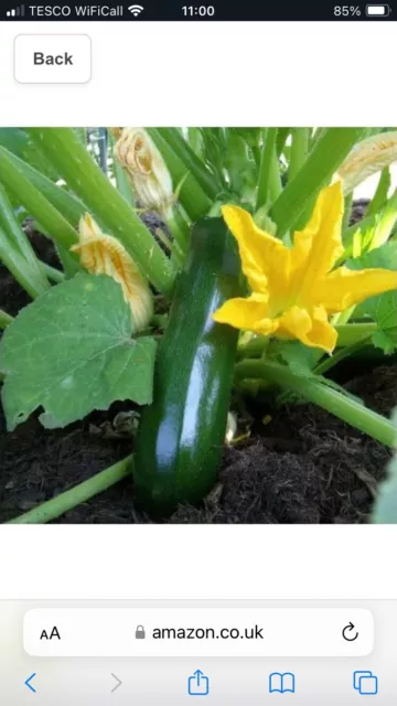 Courgette Black Beauty  10 Seeds