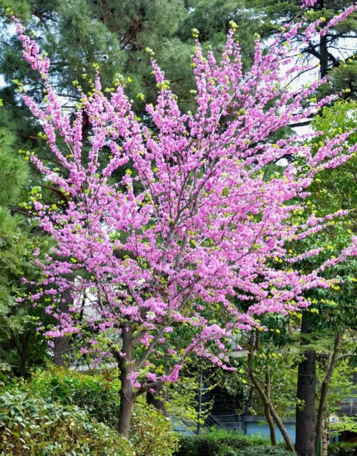 SAMEN Honig-Duft grains Liebes-Baum Balkon Balkonpflanze beliebt dekorativ