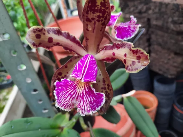 Cattleya schilleriana in Blüte!!!