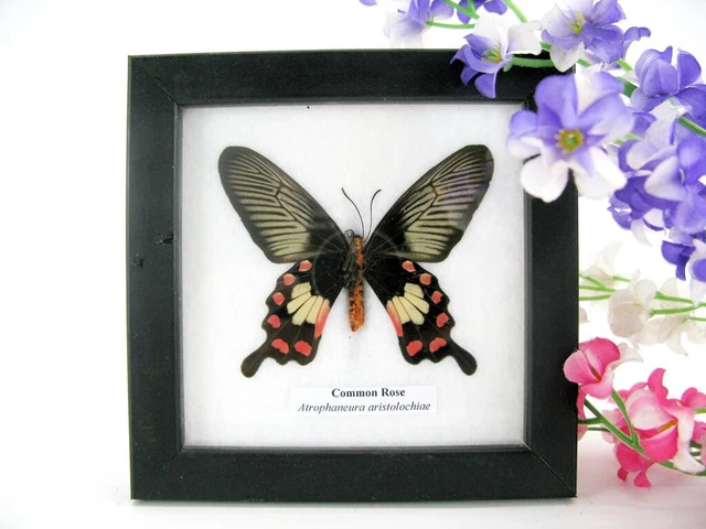Common Rose - beautiful real butterfly prepared - framed- museum quality