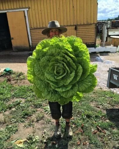 Semillas LECHUGA GIGANTE + GRATIS