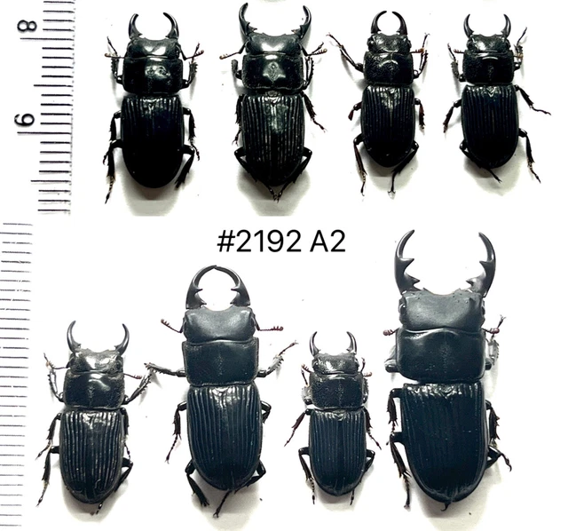LUCANIDAE COLEOPTERA BEETLES dynastes Lucanus Dorcus aegus laevicollis