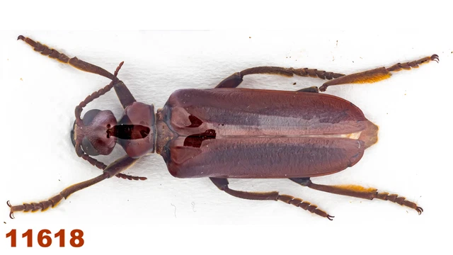 Meloidae sp.   A1, 38 mm, 1 pc