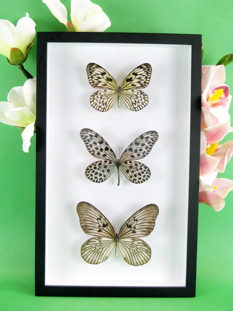 3 real beautiful and huge butterflies in the XXl showcase - single piece - 24