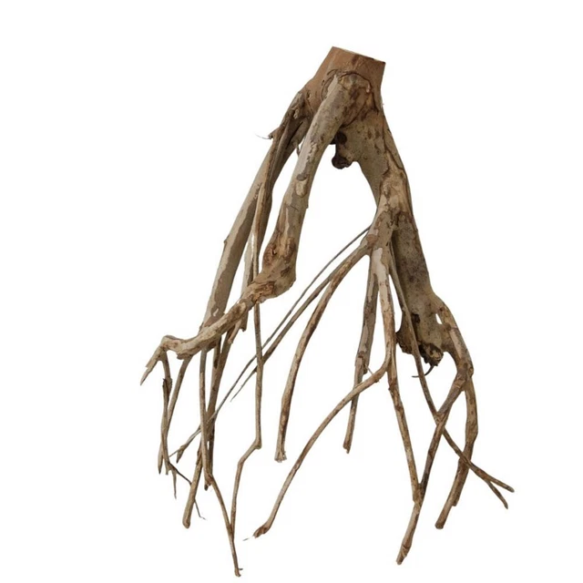 Verres à Liqueur Sur Racine De Bois Véritable - Lot De 2 - Chaque Pièce Unique - Fabriqué En Allemagne