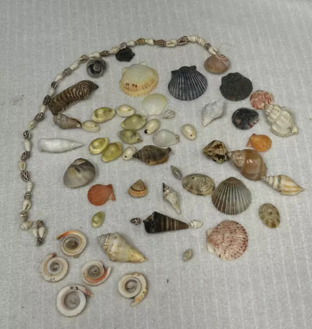 Large Lot of Misc Sea Shells