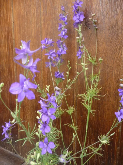 200 graines de delphinium rose et bleu plante fleur vivace 3