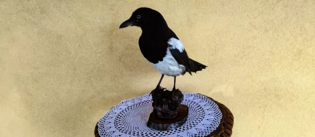 Trofeo di caccia Gazza Ladra tassidermia taxidermy birds uccello imbalsamato.