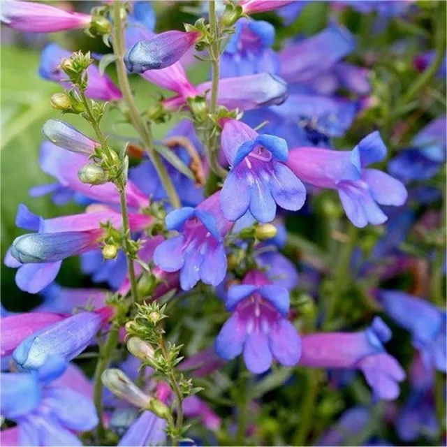 3X Perennial Penstemon Heavenly Blue Plug Plants Blue Pink Flower Beardtoungue