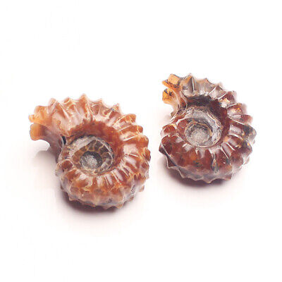 Natural Ammonite Shell Jurrassic Fossil Mineral Specimen Madagascar Healing Reik