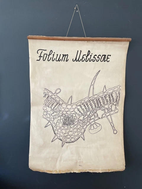 Cartellone botanico vintage anni '70 FATTO A MANO Università farmaceutica...