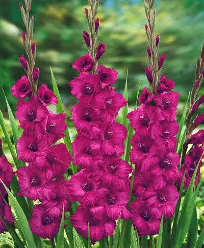 Plum Tart Gladiolus - 5 bulbs