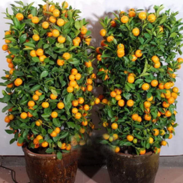 20Pcs Mandarin Orange Dwarf Citrus Tree Seeds Indoors Outdoors Fruit Bonsai