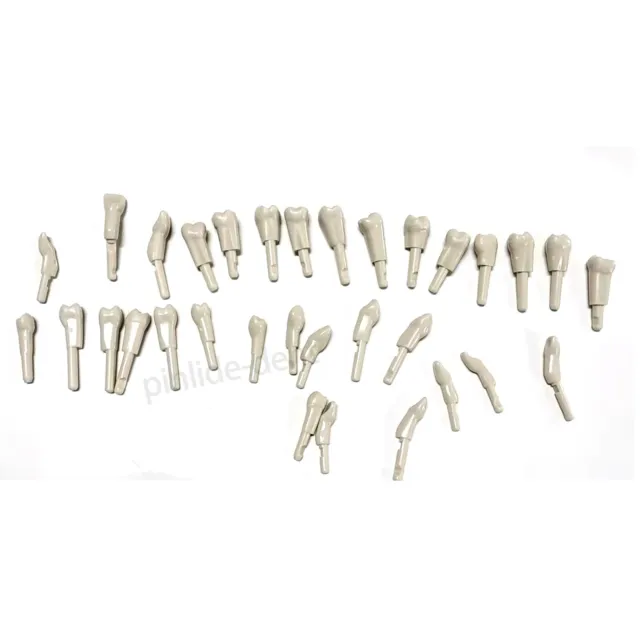 Dental Tooth Model Spare Teeths 32Pcs fit for KaVo Tooth Retention Mechanism